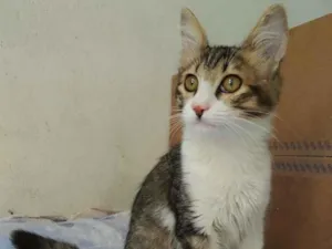 Gato raça srd idade 2 a 6 meses nome Brenno