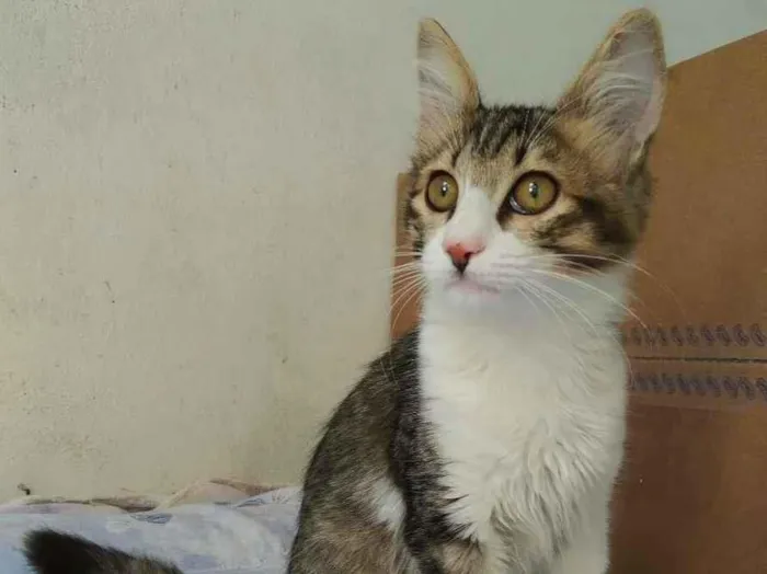 Gato ra a srd idade 2 a 6 meses nome Brenno