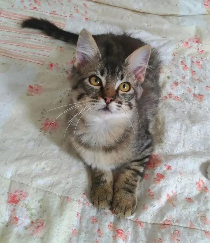 Gato ra a srd idade 2 a 6 meses nome Tokyo & Fuji