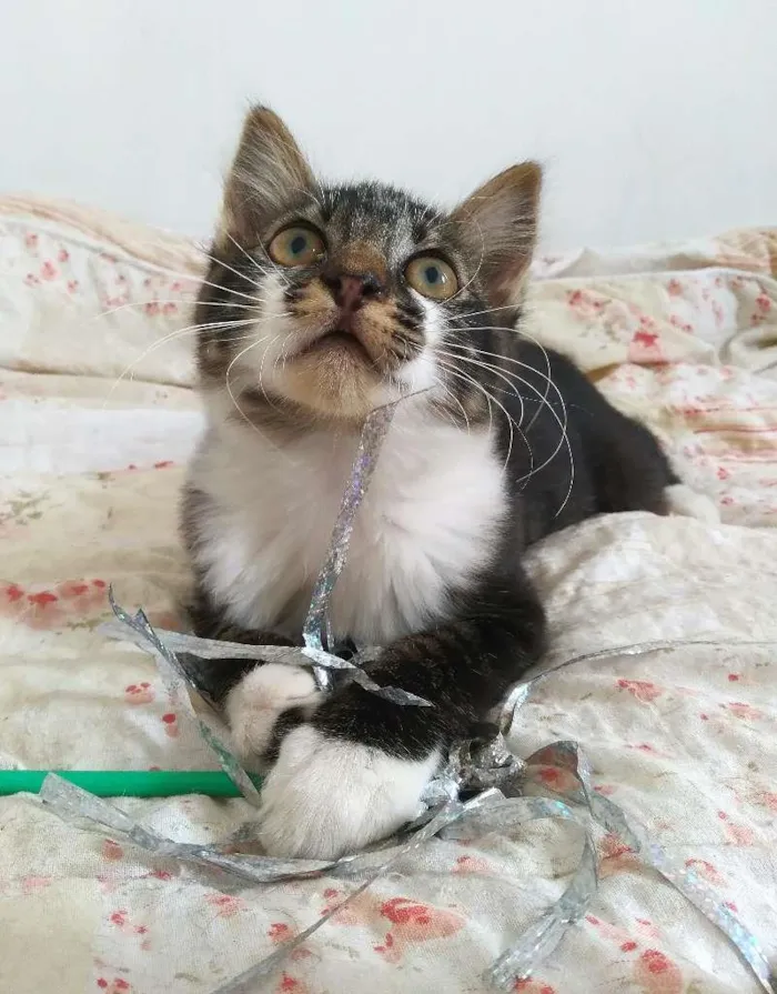 Gato ra a srd idade 2 a 6 meses nome Tokyo & Fuji