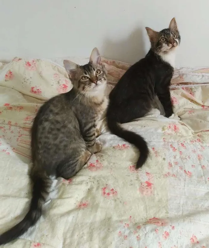 Gato raça srd idade 2 a 6 meses nome Tokyo & Fuji