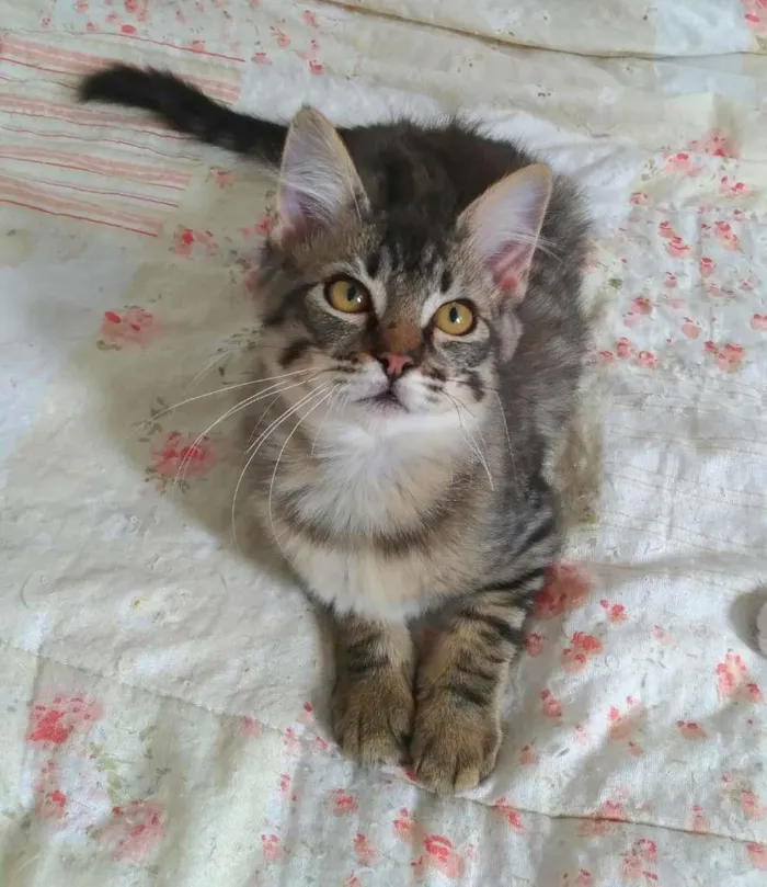 Gato raça srd idade 2 a 6 meses nome Tokyo & Fuji