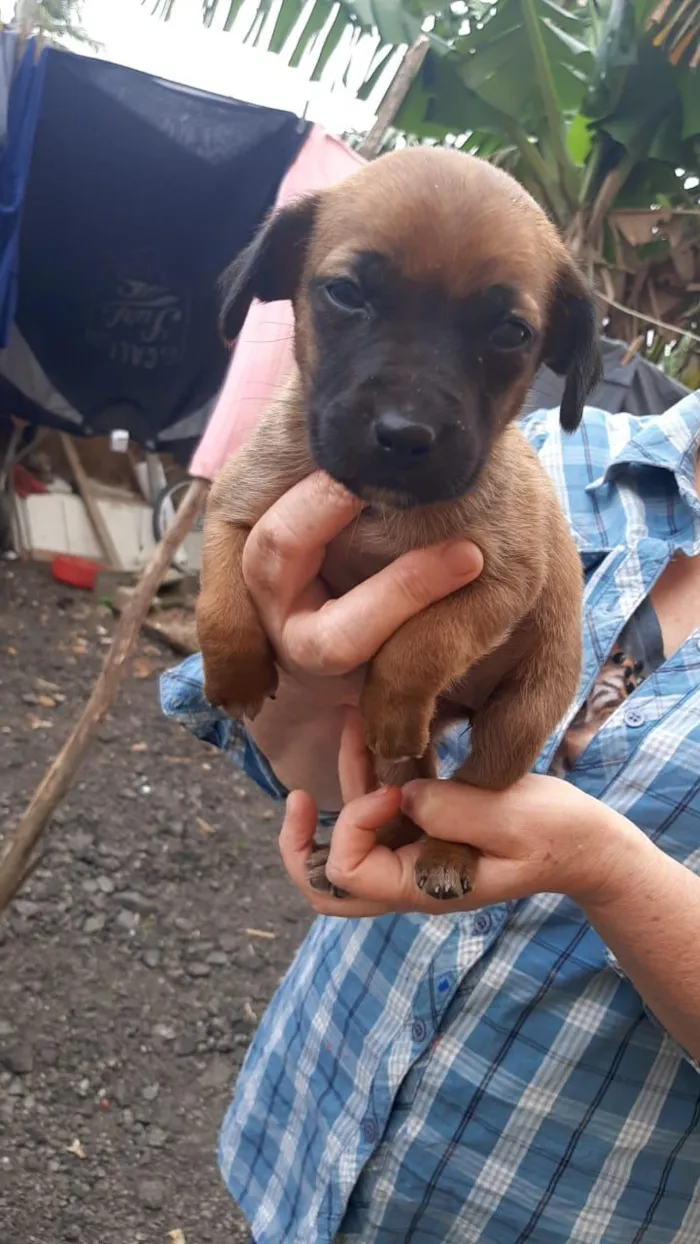 Cachorro ra a SRD idade 2 a 6 meses nome Lola