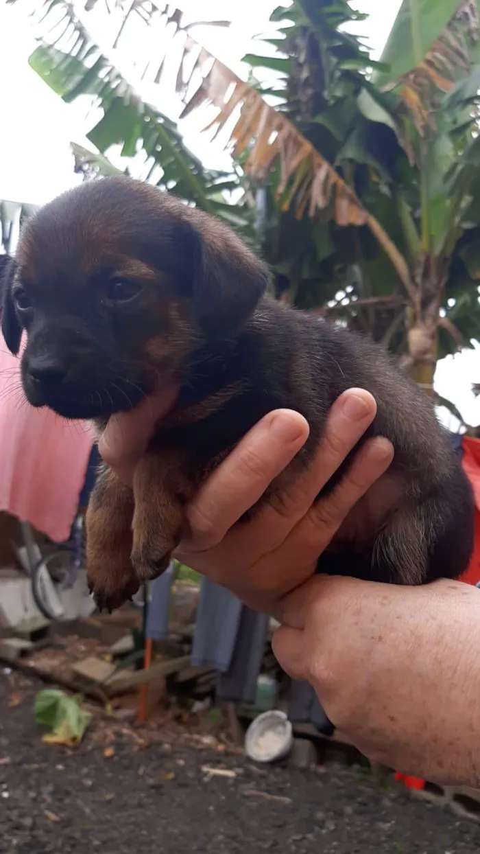 Cachorro raça SRD idade 2 a 6 meses nome Mia
