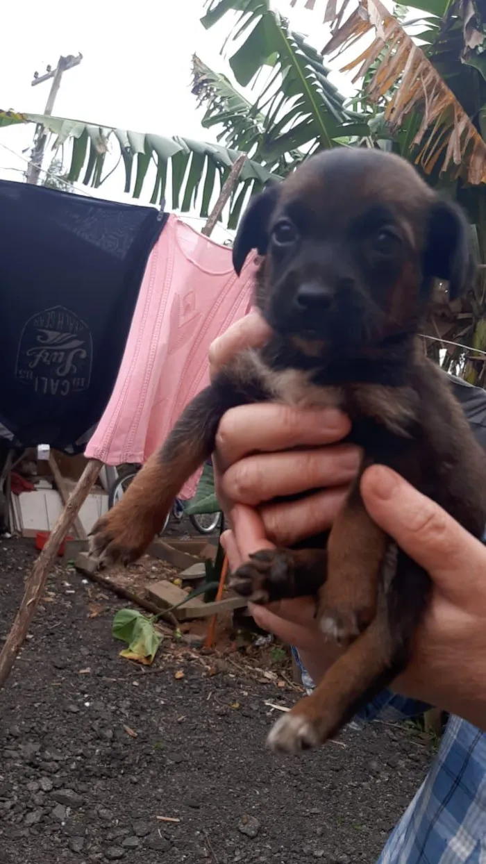 Cachorro raça SRD idade 2 a 6 meses nome Luna