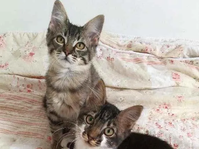 Gato ra a srd idade 2 a 6 meses nome Tokyo & Fuji