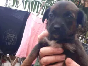 Cachorro raça SRD idade 2 a 6 meses nome Luna