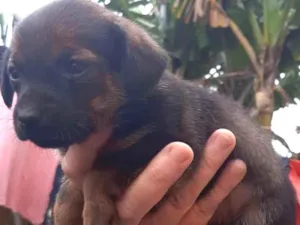 Cachorro raça SRD idade 2 a 6 meses nome Mia