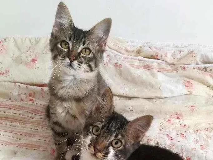Gato raça srd idade 2 a 6 meses nome Tokyo & Fuji