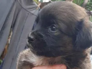 Cachorro raça SRD idade 2 a 6 meses nome Nina