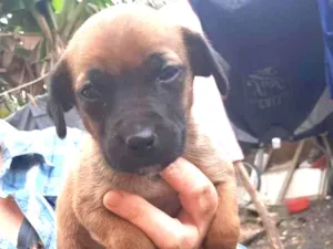 Cachorro raça SRD idade 2 a 6 meses nome Lola