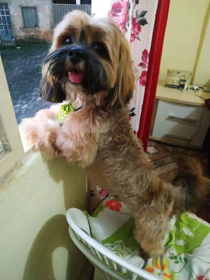Cachorro raça Lhasa Apso idade 2 anos nome Zeus
