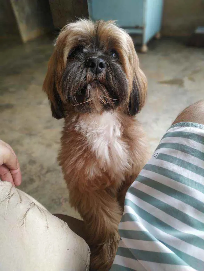 Cachorro raça Lhasa Apso idade 2 anos nome Zeus