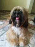 Zeus