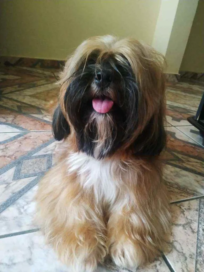 Cachorro raça Lhasa Apso idade 2 anos nome Zeus