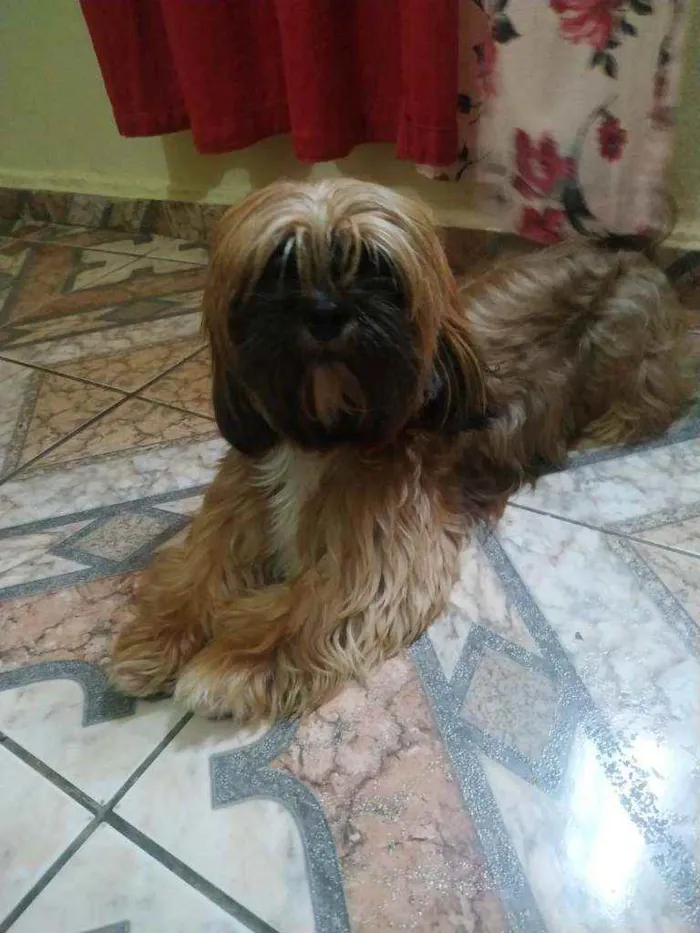 Cachorro raça Lhasa Apso idade 2 anos nome Zeus