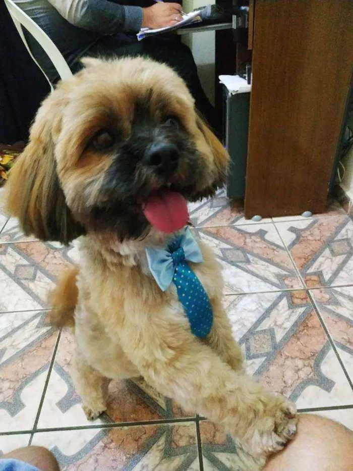 Cachorro raça Lhasa Apso idade 2 anos nome Zeus