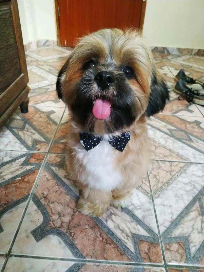 Cachorro raça Lhasa Apso idade 2 anos nome Zeus