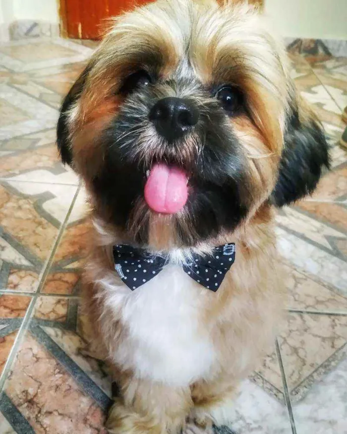 Cachorro raça Lhasa Apso idade 2 anos nome Zeus