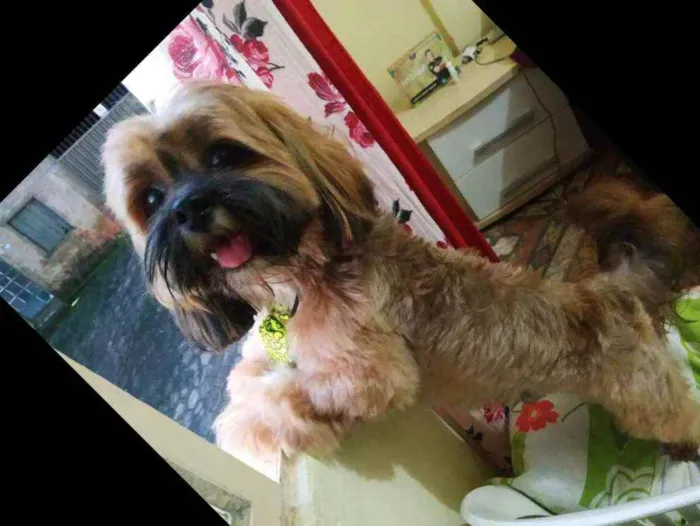 Cachorro raça Lhasa Apso idade 2 anos nome Zeus