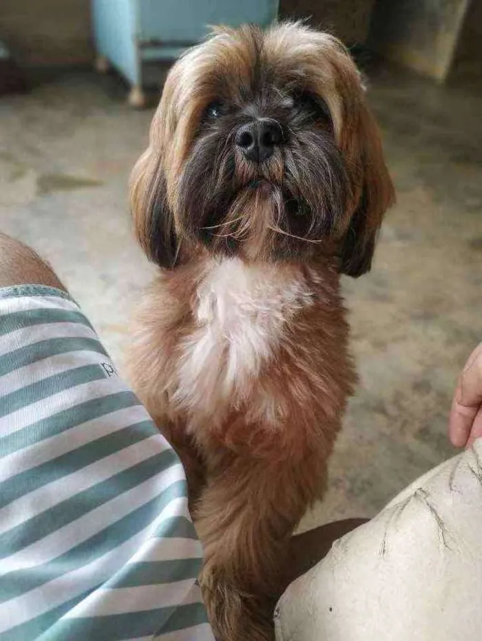 Cachorro raça Lhasa Apso idade 2 anos nome Zeus