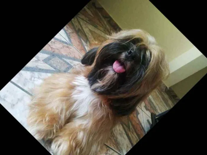 Cachorro raça Lhasa Apso idade 2 anos nome Zeus