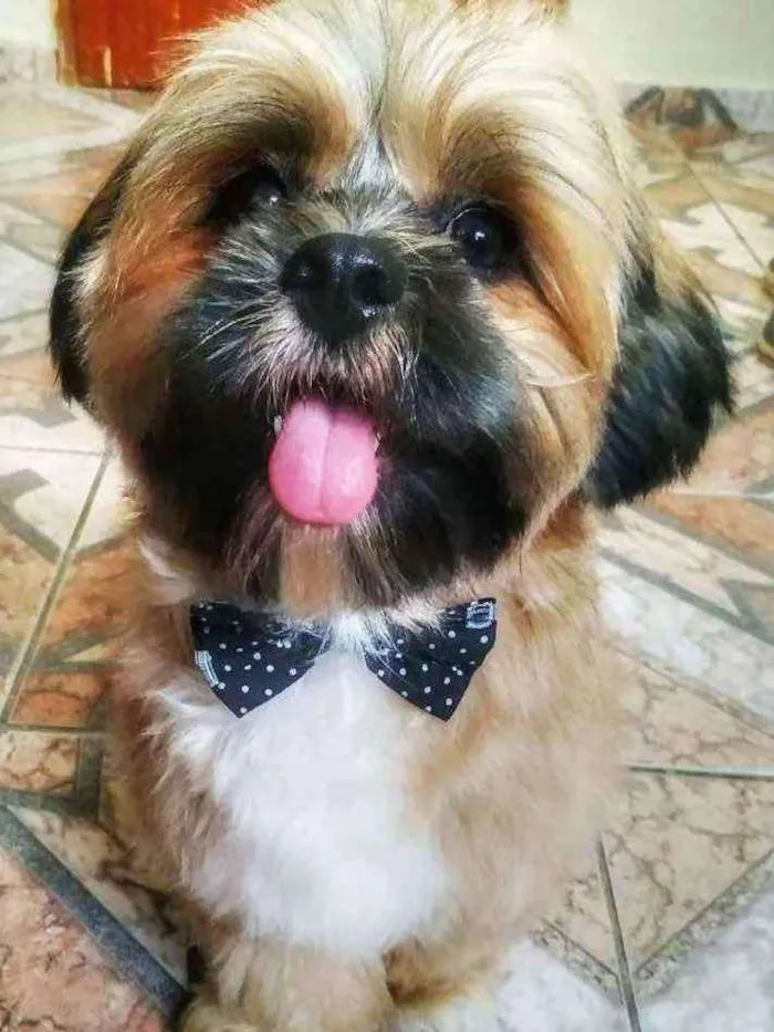 Cachorro raça Lhasa Apso idade 2 anos nome Zeus