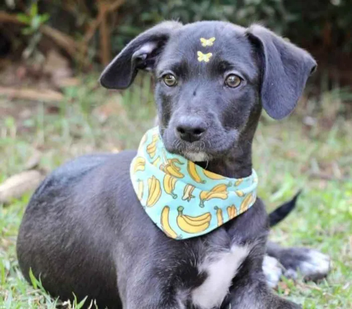 Cachorro raça SRD  idade 2 a 6 meses nome Rubi 