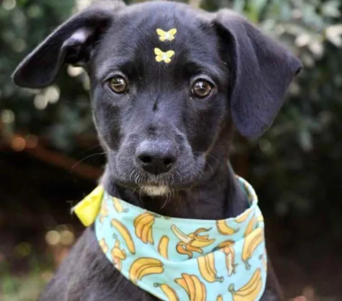 Cachorro raça SRD  idade 2 a 6 meses nome Rubi 