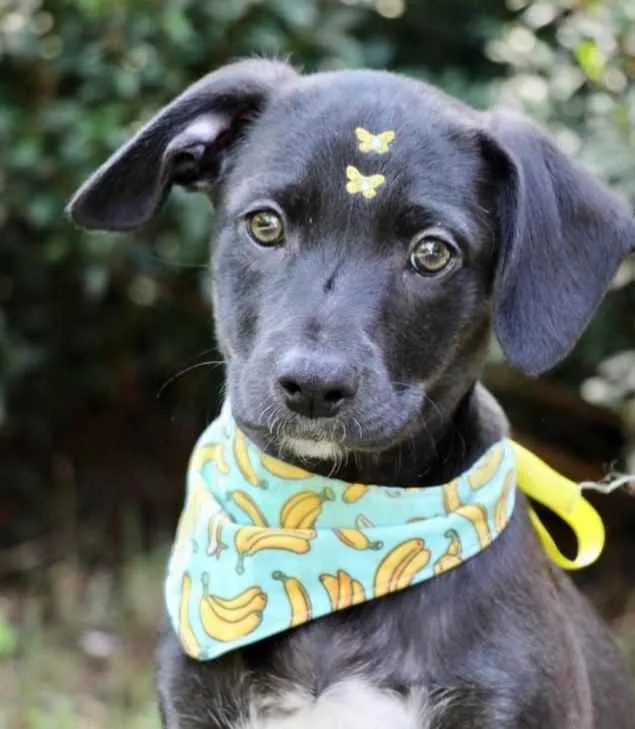 Cachorro raça SRD  idade 2 a 6 meses nome Rubi 