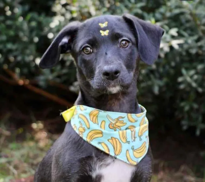 Cachorro raça SRD  idade 2 a 6 meses nome Rubi 