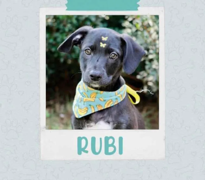 Rubi 