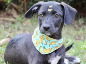 Cachorro raça SRD  idade 2 a 6 meses nome Rubi 
