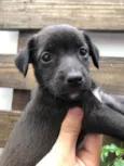 Cachorro raça SRD idade Abaixo de 2 meses nome Sem nome