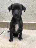 Cachorro raça SRD idade Abaixo de 2 meses nome Sem nome