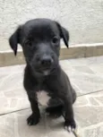 Cachorro raça SRD idade Abaixo de 2 meses nome Sem nome