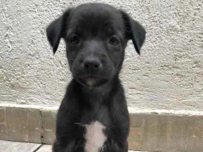Cachorro raça SRD idade Abaixo de 2 meses nome Sem nome