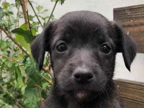 Cachorro raça SRD idade Abaixo de 2 meses nome Sem nome