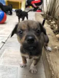 Cachorro raça SRD  idade Abaixo de 2 meses nome Sem nome