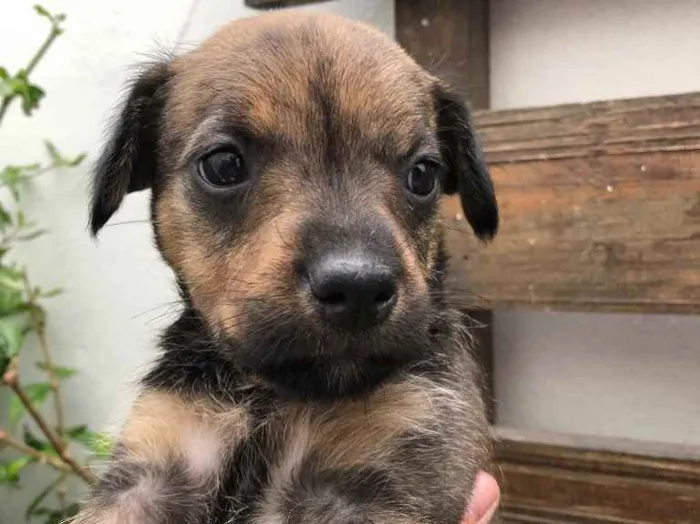 Cachorro raça SRD  idade Abaixo de 2 meses nome Sem nome