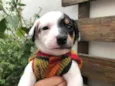 Cachorro raça SRD idade Abaixo de 2 meses nome Sem nome