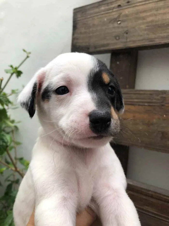 Cachorro raça SRD idade Abaixo de 2 meses nome Sem nome