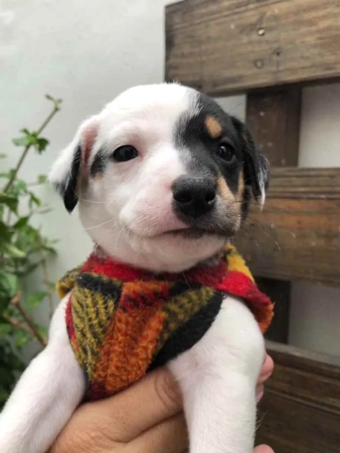 Cachorro raça SRD idade Abaixo de 2 meses nome Sem nome