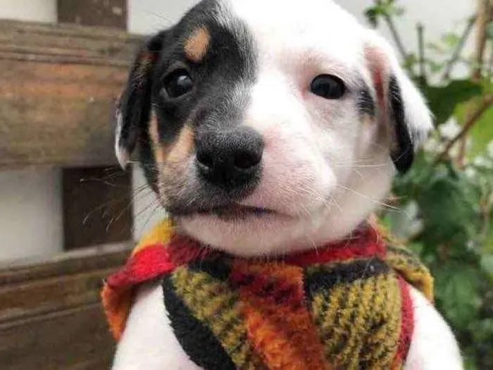 Cachorro raça SRD idade Abaixo de 2 meses nome Sem nome