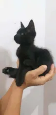 Stivie Wonder