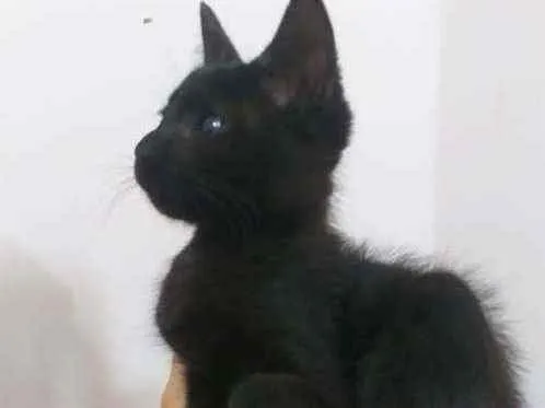 Gato ra a SRD idade Abaixo de 2 meses nome Stivie Wonder 