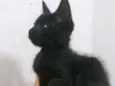 Stivie Wonder