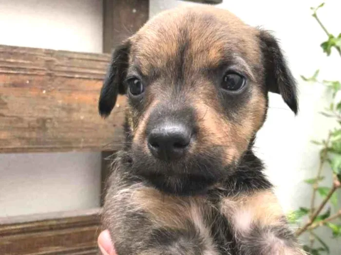 Cachorro raça SRD  idade Abaixo de 2 meses nome Sem nome