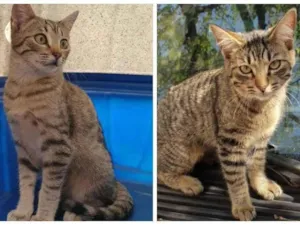 Gato raça  idade 7 a 11 meses nome Sem nome