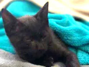 Gato raça SRD idade Abaixo de 2 meses nome Stivie Wonder 